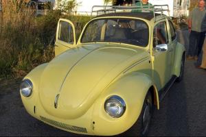 yellow bug 4