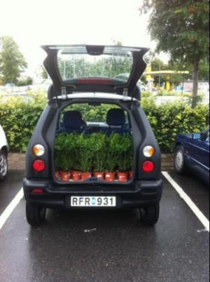 50 pcs of boxwood plants